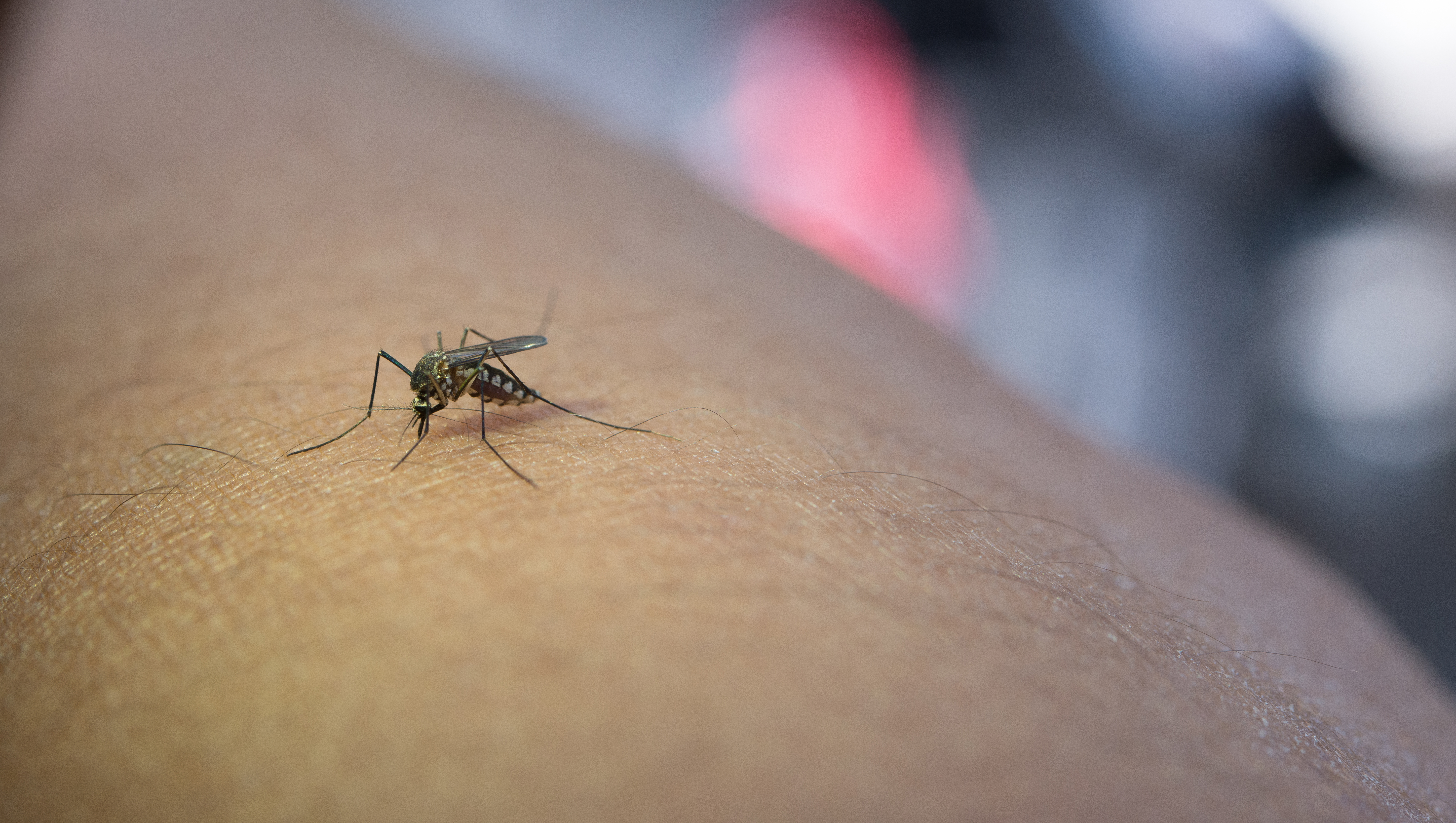Dengue, la prevención comienza en casa